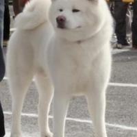Akita inu maschio