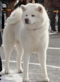 Akita inu maschio
