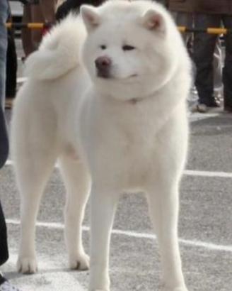 Akita inu maschio
