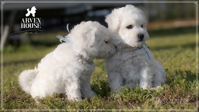 BISPONIBILI CUCCIOLI barboncino nano toy