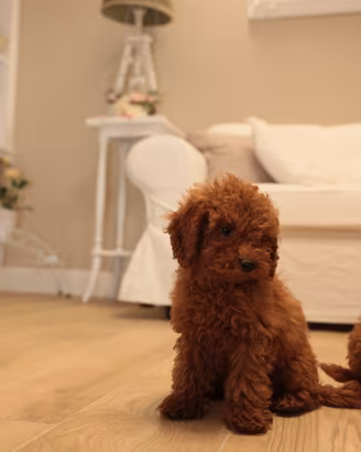 Cuccioli di barboncino tagli piccola toy