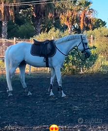 pony da completo