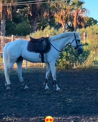 pony da completo