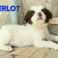 Merlot 50 giorni taglia media