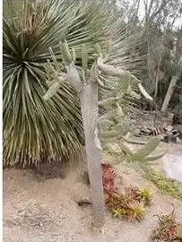 Piante grasse siciliane Consolea rubescens