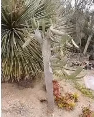 Piante grasse siciliane Consolea rubescens