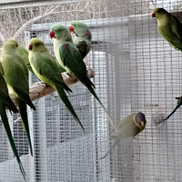 Pappagalli grandi Alessandrini taglia grande