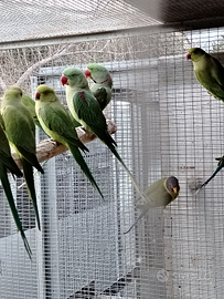 Pappagalli grandi Alessandrini taglia grande