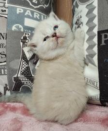 Principessa blu scozzese di razza pura con VACCINA