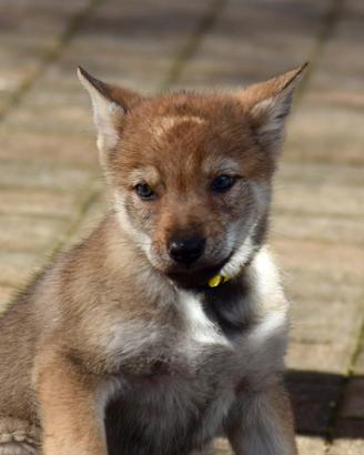 Cuccioli di cane lupo cecoslovacco