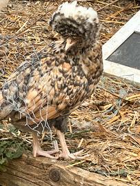 Gallo Padovano