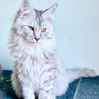 Cuccioli di gattini maine coon dolcissimi