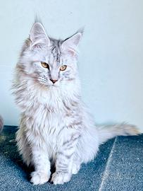Cuccioli di gattini maine coon dolcissimi