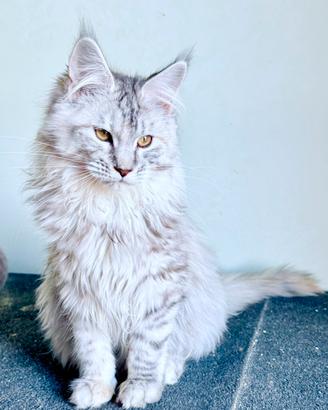 Cuccioli di gattini maine coon dolcissimi