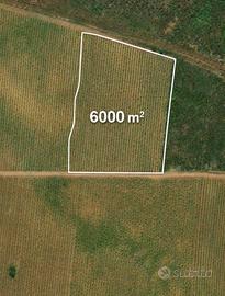 Terreno Agricolo