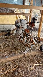 Galline pulcini anatre ornamentali