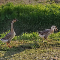 Uova di oca cignata