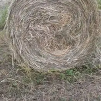 Rotoballe di fieno 2023