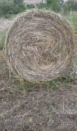 Rotoballe di fieno 2023