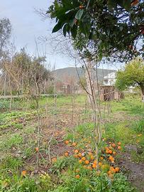 Piante Noci Sorrento varie dimensioni 