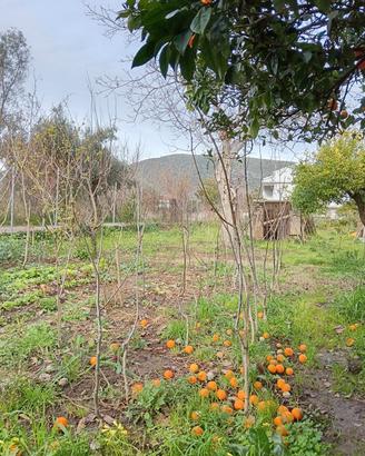 Piante Noci Sorrento varie dimensioni 