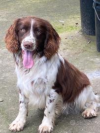 Springer spaniel