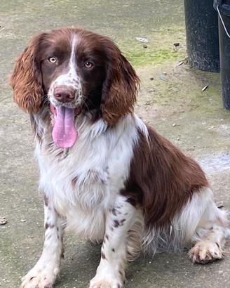 Springer spaniel