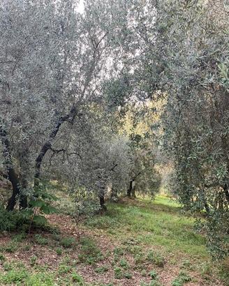 Terreno agricolo e casale