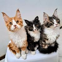 Cuccioli Maine Coon