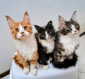 Cuccioli Maine Coon