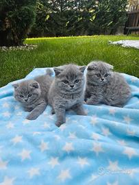 Cuccioli Scottish fold/straight