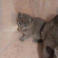 Cuccioli Gatto Certosino