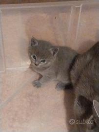 Cuccioli Gatto Certosino