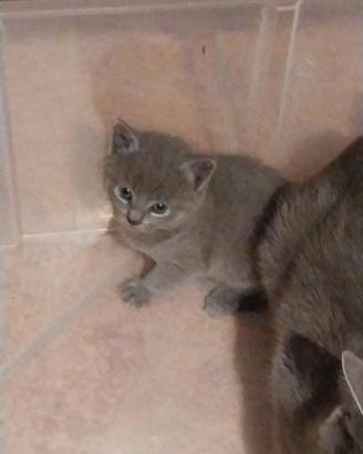 Cuccioli Gatto Certosino