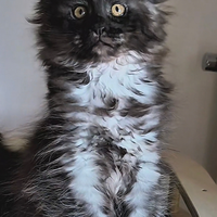 Maine Coon taglia grande