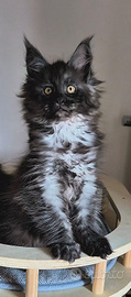 Maine Coon taglia grande