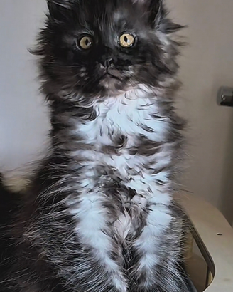 Maine Coon taglia grande