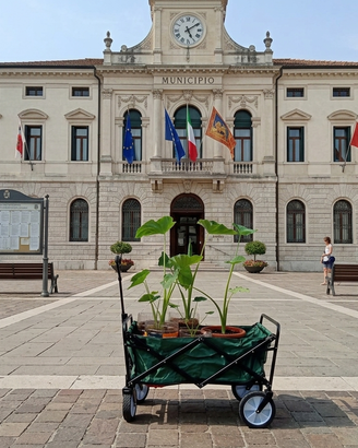 alocasia