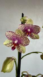 Orchidea Phalaenopsis Tristar Peoker