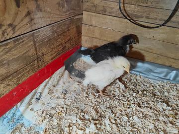 Pulcini marans nero ramato bianco splash