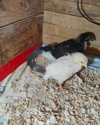 Pulcini marans nero ramato bianco splash