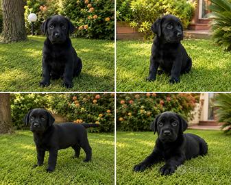 Labrador cuccioli neri di 2 mesi
