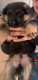 Cucciole di Pastore tedesco originali