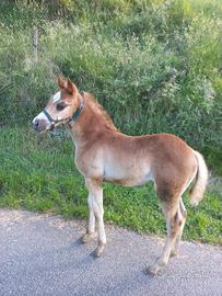 Puledra femmina