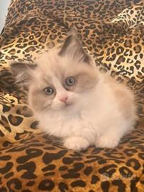 Splendida Cucciola Ragdoll Seal Bicolor