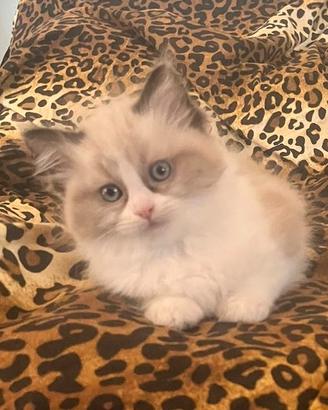 Splendida Cucciola Ragdoll Seal Bicolor