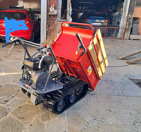 Motocariola cingolata