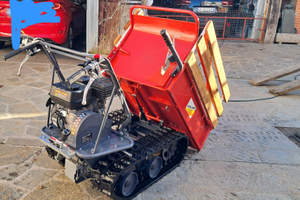 Motocariola cingolata