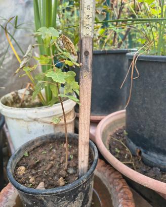 piante di aceri 