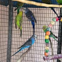 Animali cocorite